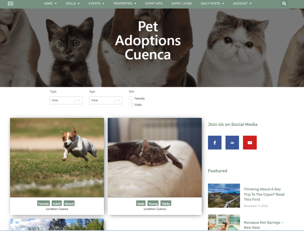 pet adoptions teaser