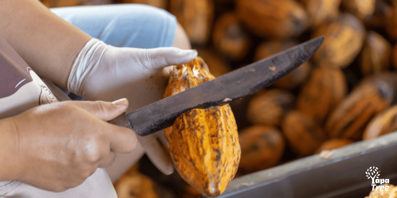 Cacao Origins