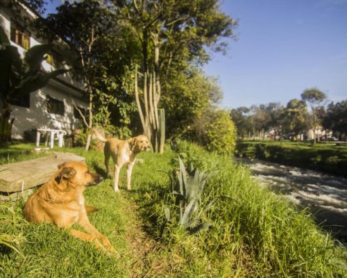 Apartamentos Otorongo Cuenca River Pet Friendly