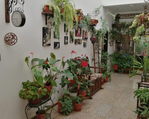 Breathtaking 3BDR Home with Forest in Gated Community - Plants