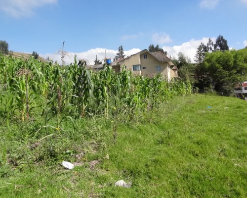 House With Very Large Land For Sale Via Misica - Near The Enderica Pools Land 2