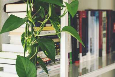 Green plants & books